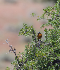 Phoenicurus moussieri