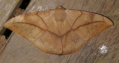 Oxydia trychiata