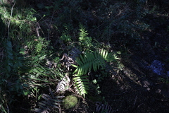 Blechnum chilense
