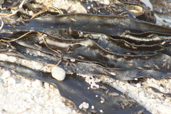 Coelopidae