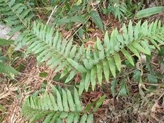 Blechnum capense
