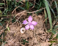 Dianthus gallicus