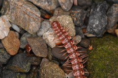 Nearctodesmidae