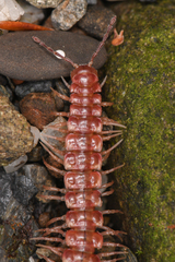 Nearctodesmidae