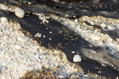 Coelopidae