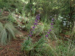 Penstemon gentianoides
