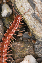 Nearctodesmidae