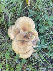 Lyophyllum decastes