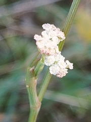 Selineae
