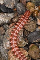 Nearctodesmidae