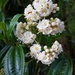 Miconia crocea - Photo (c) sandy-espinozaf, some rights reserved (CC BY-NC), uploaded by sandy-espinozaf
