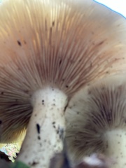 Lyophyllum decastes