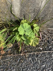 Alchemilla vulgaris