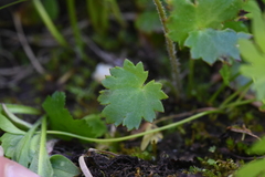 Saxifraga