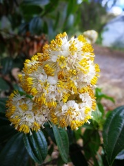 Miconia crocea