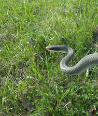 Coluber constrictor foxii