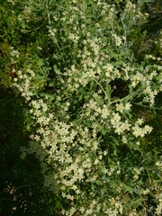 Parthenium incanum