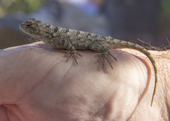 Sceloporus clarkii