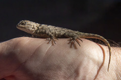 Sceloporus clarkii