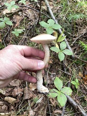 Leccinum holopus