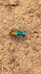 Cicindela scutellaris scutellaris