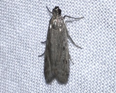 Phycitodes reliquellum