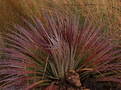 Puya clava-herculis