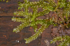 Lophocoleaceae