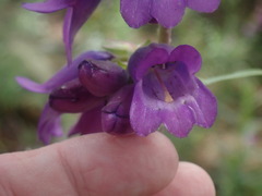 Penstemon gentianoides