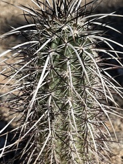 Echinocereus engelmannii engelmannii