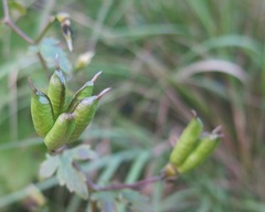 Aconitum sczukinii