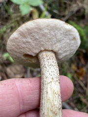 Leccinum holopus