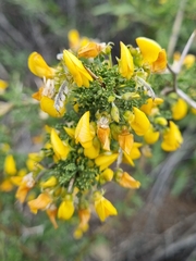 Adesmia microphylla