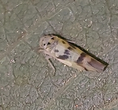 Macrosteles