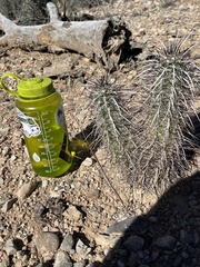 Echinocereus engelmannii engelmannii