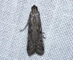 Phycitodes reliquellum