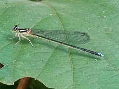 Pseudagrion kersteni