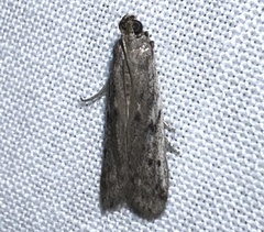 Phycitodes reliquellum