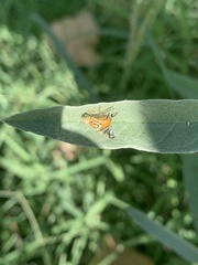 Zonosemata vittigera