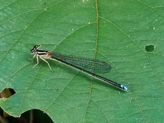 Pseudagrion kersteni