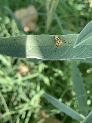 Zonosemata vittigera