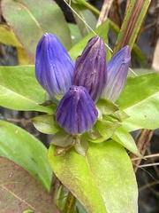 Gentiana clausa