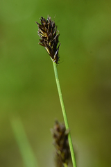 Carex nigricans