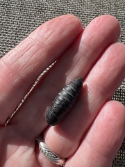 Belocaulus angustipes