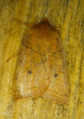 Epiglaea apiata