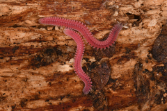 Gosodesmus claremontus