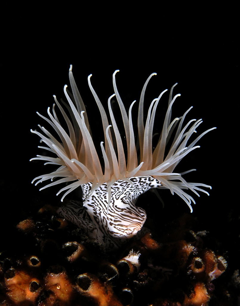 Nemanthidae