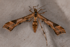 Platyptilia