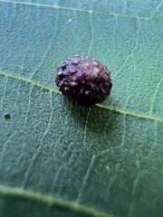 Caryomyia turbanella