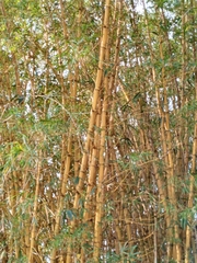 Bambusa vulgaris